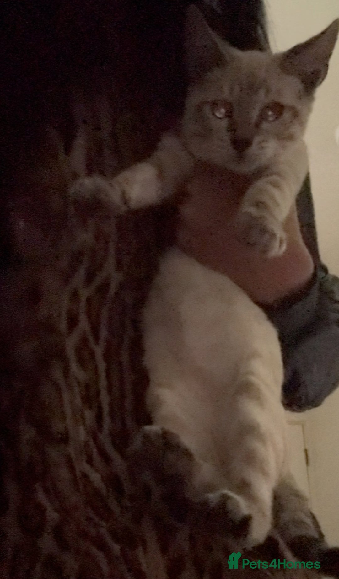 Bengal cats for sale: Final offer Savannah x Snow Bengal kittens 2M 1F - Image 8