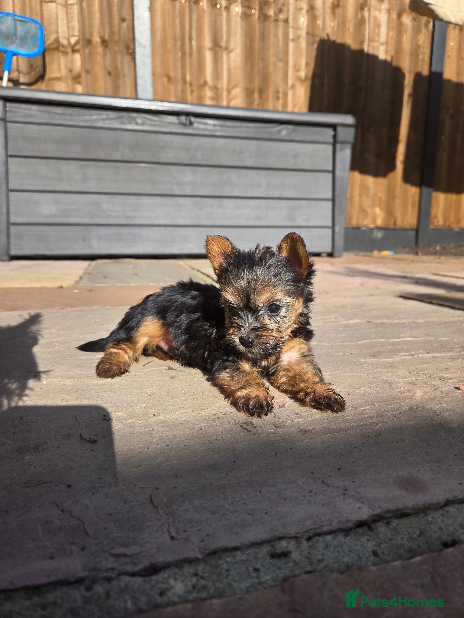 Yorkshire Terrier dogs Yorkshire Terrier Puppies Male - Advert 1