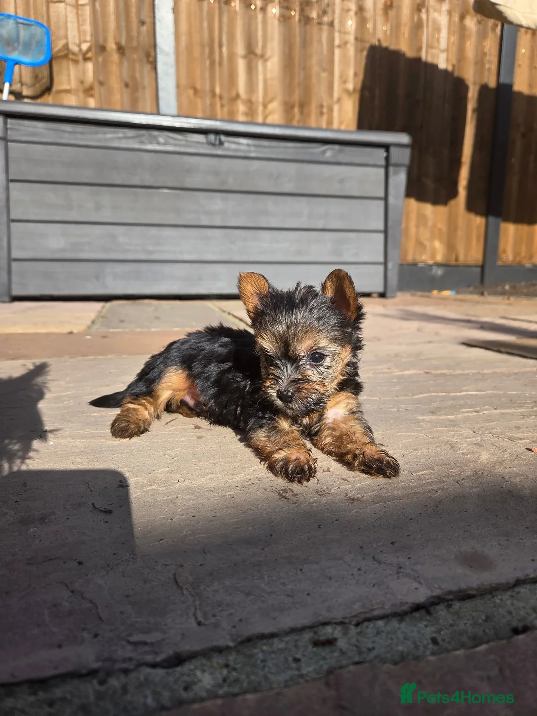 Yorkshire Terrier dogs for sale: Yorkshire Terrier Puppies Male in Mitcham - Advert 1