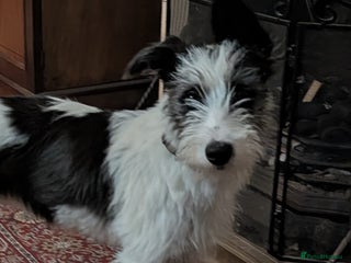 Mixed Breed dogs - Advert 13
