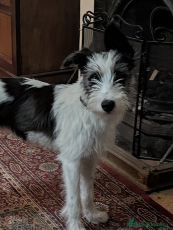Mixed Breed dogs - Advert 1