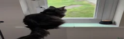 Maine Coon cats for sale: Beautiful black smoke male Maine coon - Advert 7