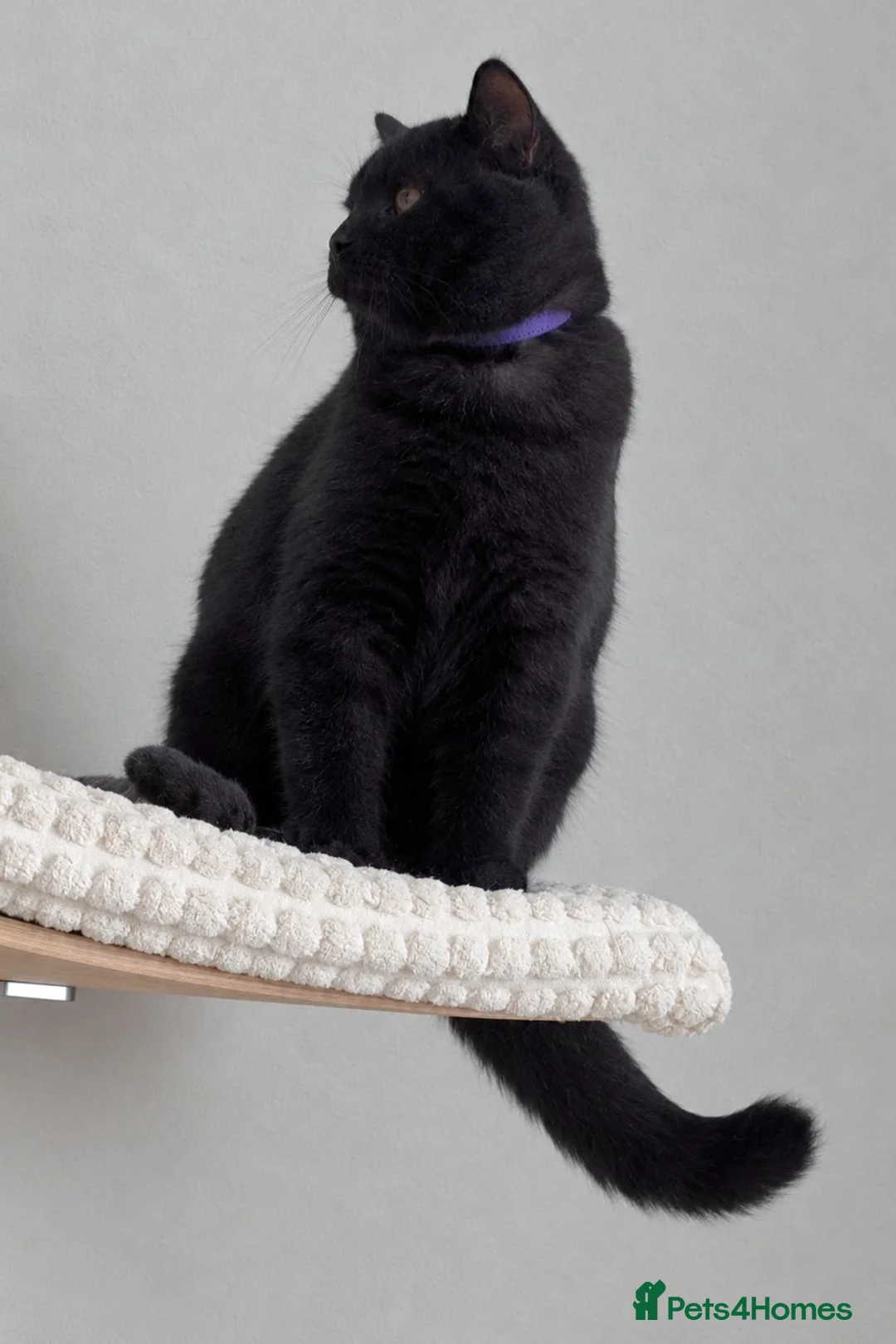British Shorthair cats for sale: 🏆IMPRESSIVE PEDIGREE BSH KITTENS - Advert 2