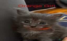 Maine Coon cats for sale: Purebred Blue Maincoon Kittens  - Image 4