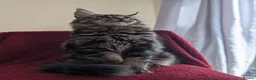 Maine Coon cats for sale: 5 mainne coon kittens  - Advert 6