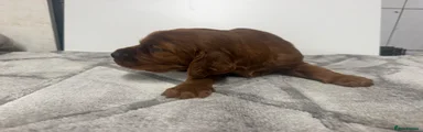 Irish Setter 2