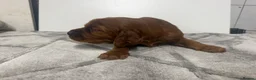 Irish Setter dogs for sale: TWO BOYS AVAILABLE READY TO LEAVE - Advert 22