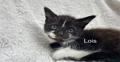 Mixed Breed cats - Advert 3