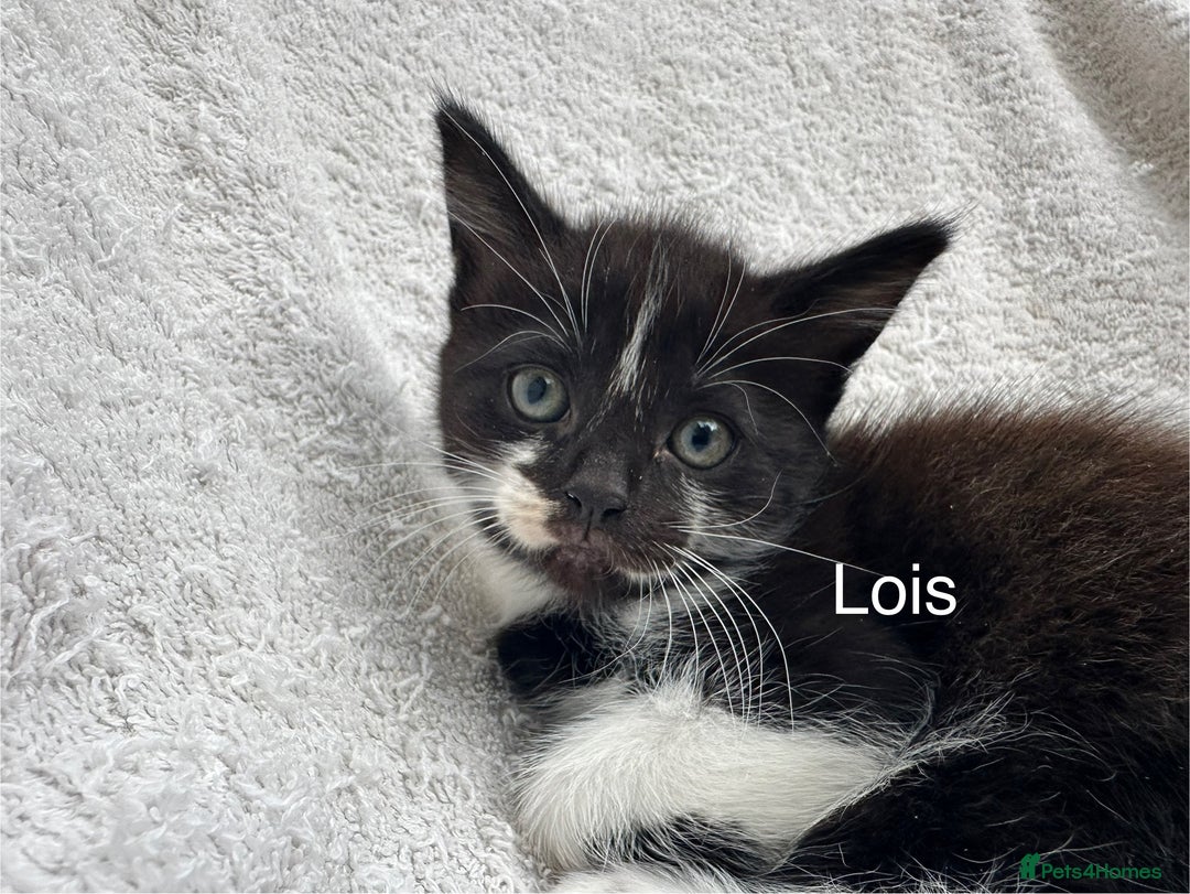 Mixed Breed cats for sale: 5 kittens looking for a home - Image 1