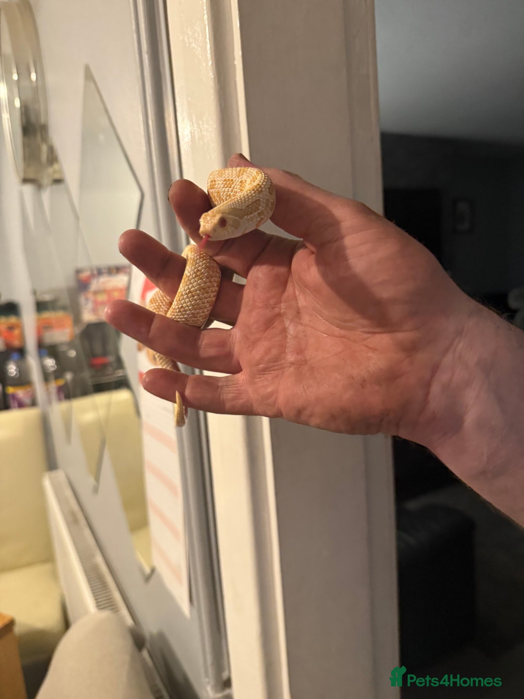 Snake reptiles for sale: Male and female snakes  - Advert 2