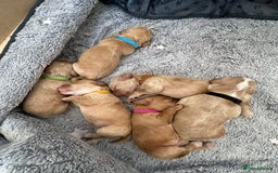Cockapoo dogs for sale: Cockapoo Puppies - 2 male - 4 female - Image 18