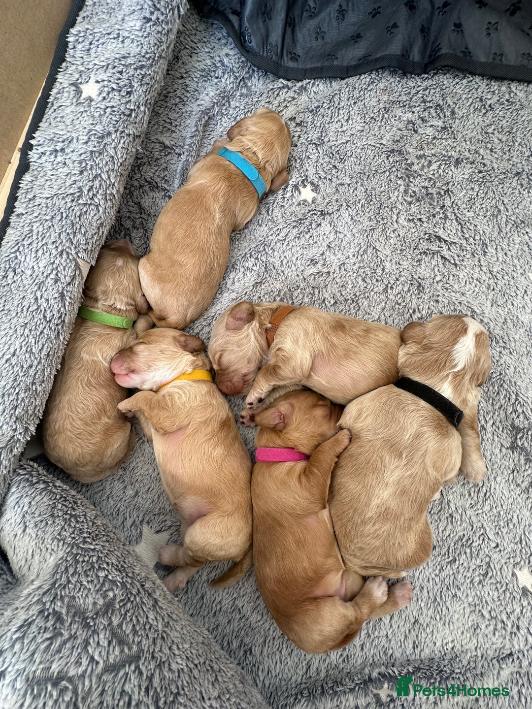 Cockapoo dogs for sale: Cockapoo Puppies - 2 male - 4 female - Image 18