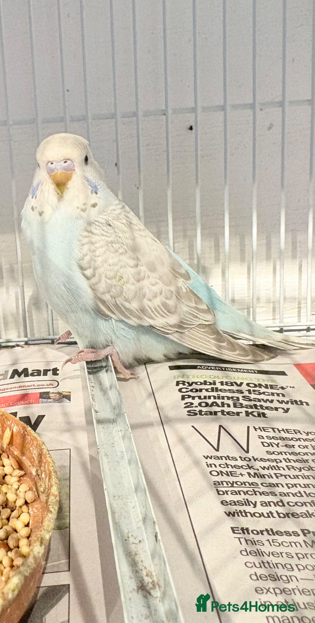 Budgerigars birds Baby budgies  - Advert 6