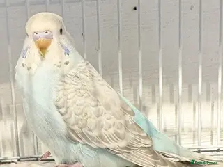 Budgerigars birds Baby budgies - Advert 6