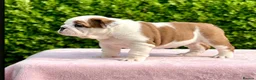 English Bulldog dogs for sale: Double CRUFTS winners bred bulldog puppies  - Advert 18