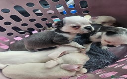 Pug dogs for sale: Stunning quality frug puppies - Image 3