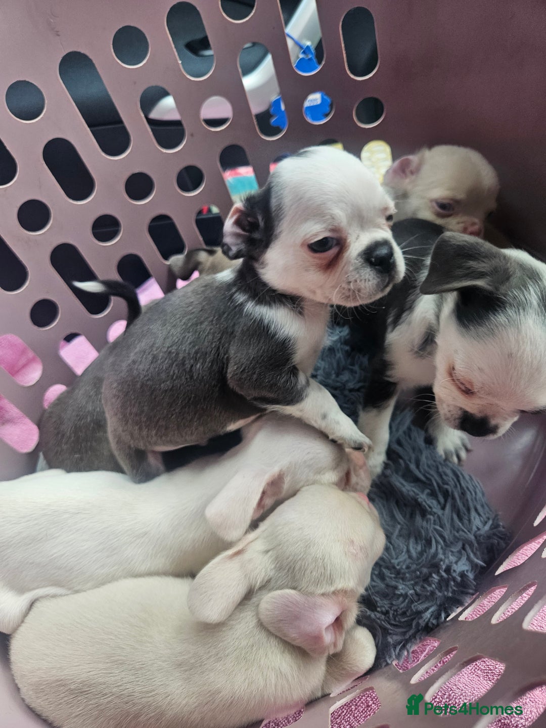 Pug dogs for sale: Stunning quality frug puppies - Image 3