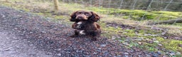 Cocker Spaniel dogs for stud: Chocolate working cocker  - Advert 7