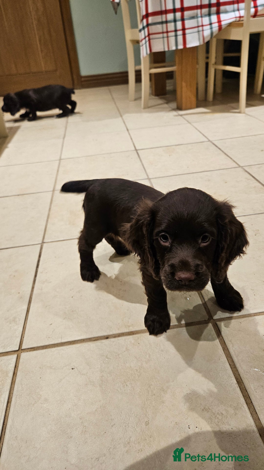 Sprocker dogs for sale: Gamekeeper breed sprockers - Advert 5