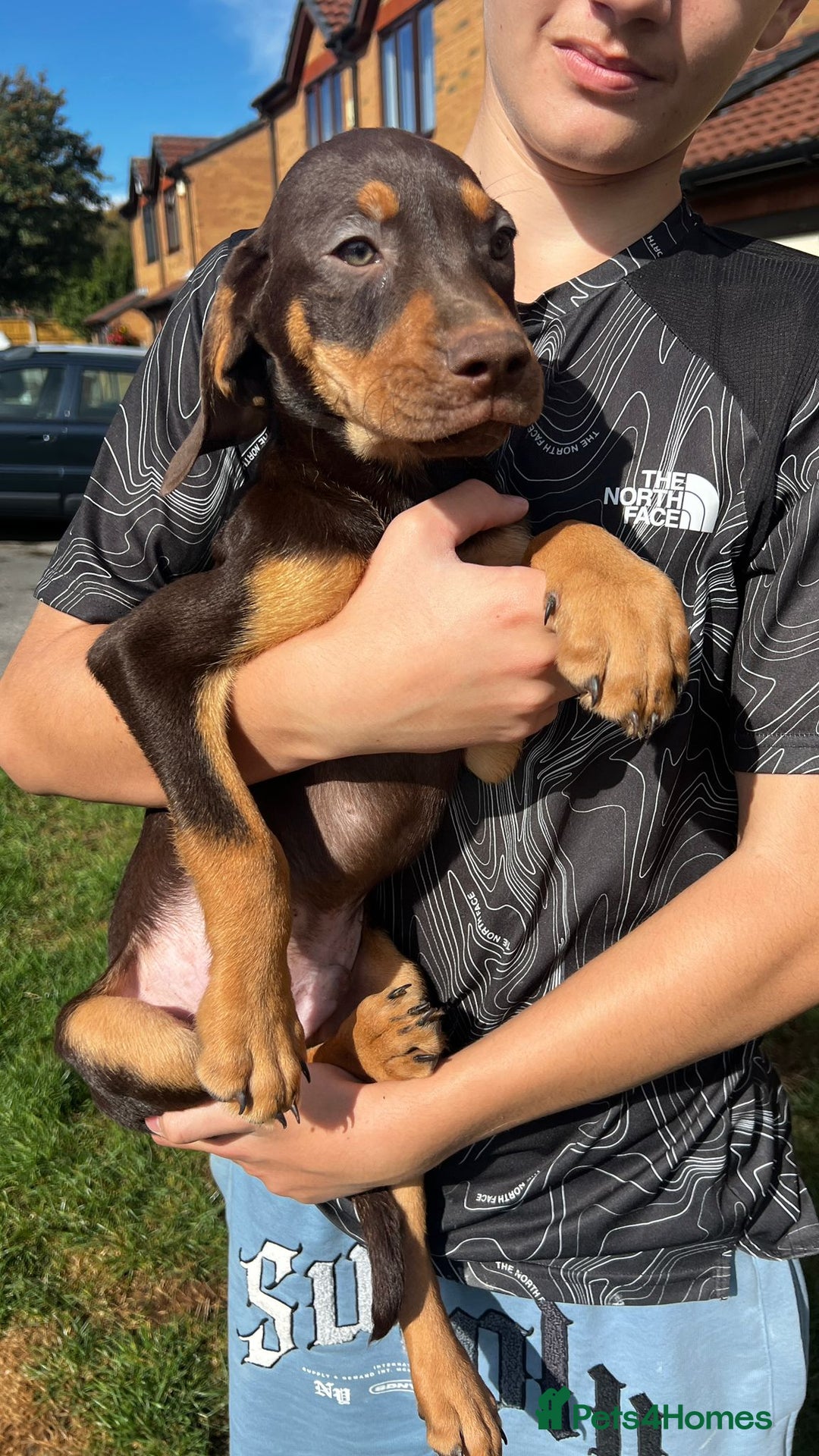 Mixed Breed dogs for sale: HUNGAROAN VIZSLADOR PUPPIES - VIZSLA x LABRADOR - Image 7