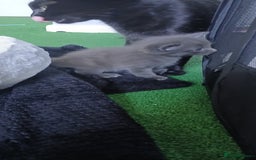 British Shorthair cats for sale: 3 beautiful kittens - Image 17