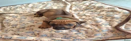 Rhodesian Ridgeback dogs for sale: KC Registered Rhodisian Ridgebacks  - Advert 4