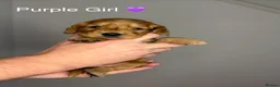 Cocker Spaniel dogs for sale: Beautiful cocker spaniels  - Advert 1