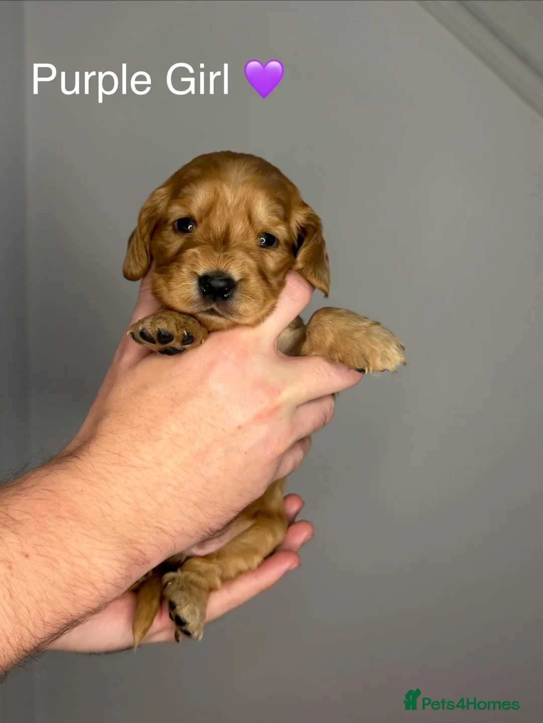 Cocker Spaniel dogs for sale: Beautiful cocker spaniels  - Advert 1