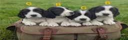 Sprocker dogs for sale: Working sprocker puppies  - Advert 1