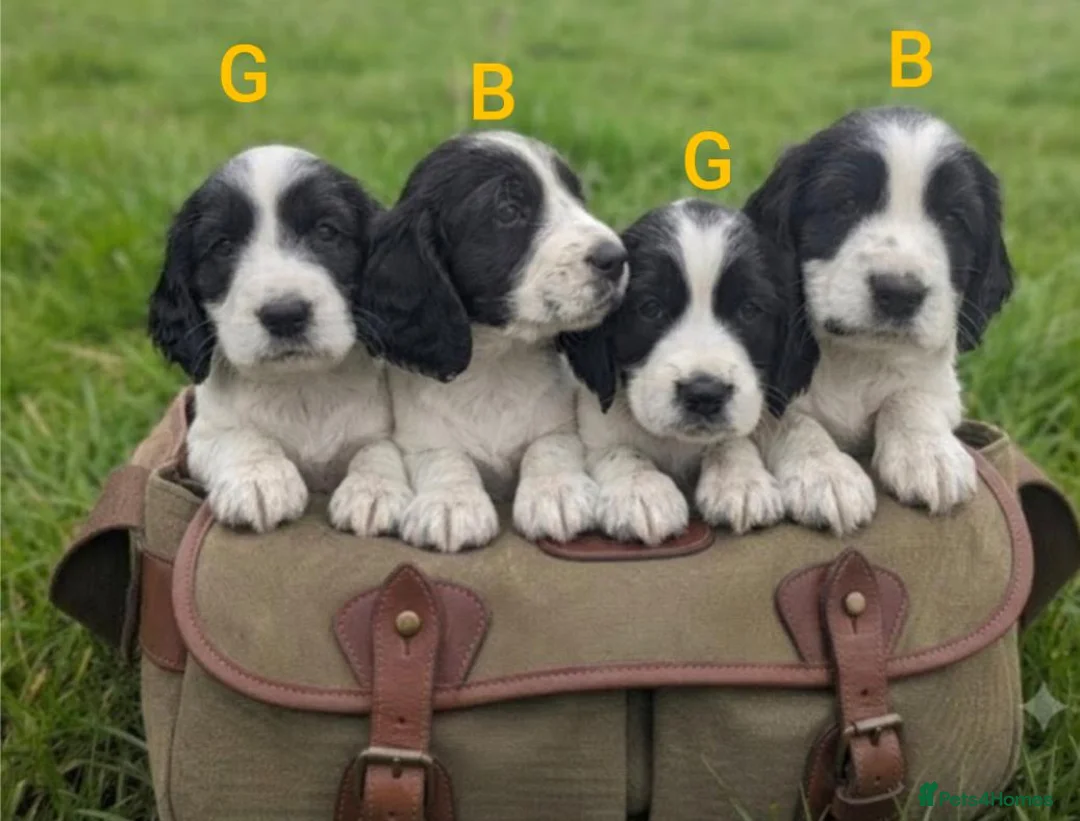 Sprocker dogs for sale: Working sprocker puppies  - Advert 1