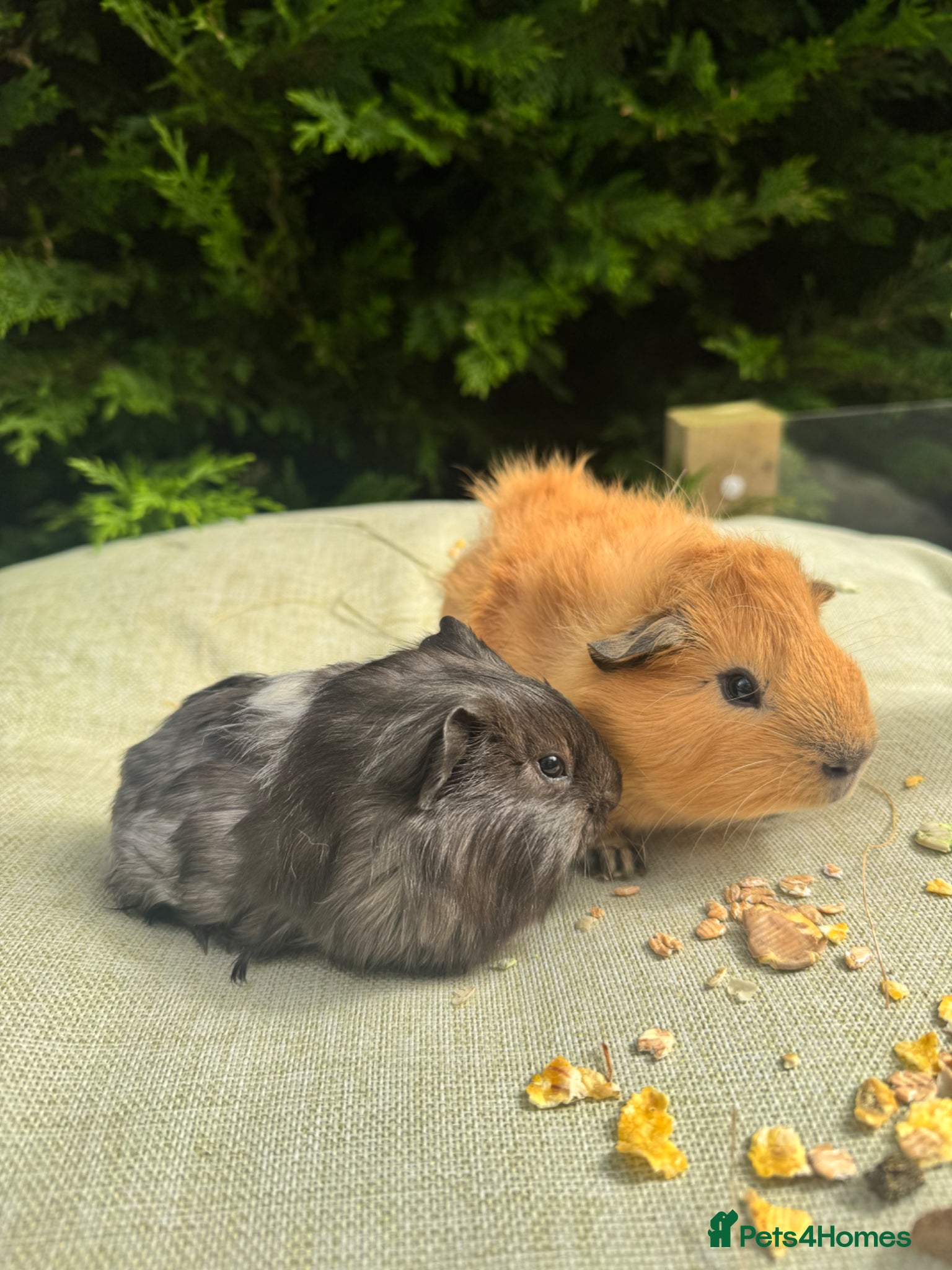 Guinea Pig rodents Baby boy guinea pigs  - Advert 4