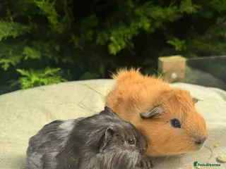 Guinea Pig rodents Baby boy guinea pigs - Advert 4