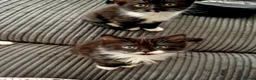 Mixed Breed cats for sale: 5 stunning siamese mixed kittens 😻 - Advert 4
