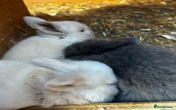 Mini Lop rabbits for sale: Mini lop babies looking for their forever homes - Image 5