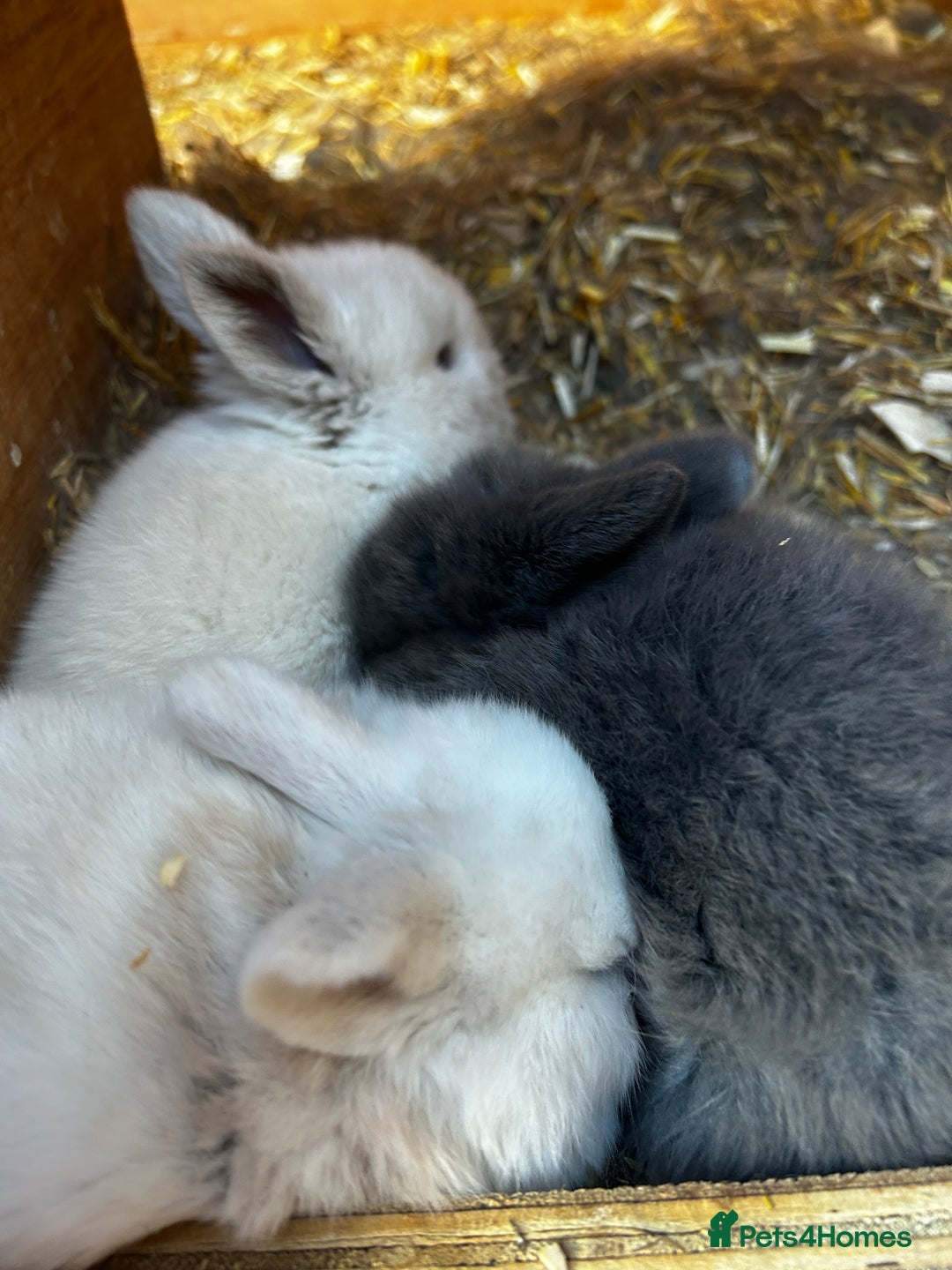 Mini Lop rabbits for sale: Mini lop babies looking for their forever homes - Image 5