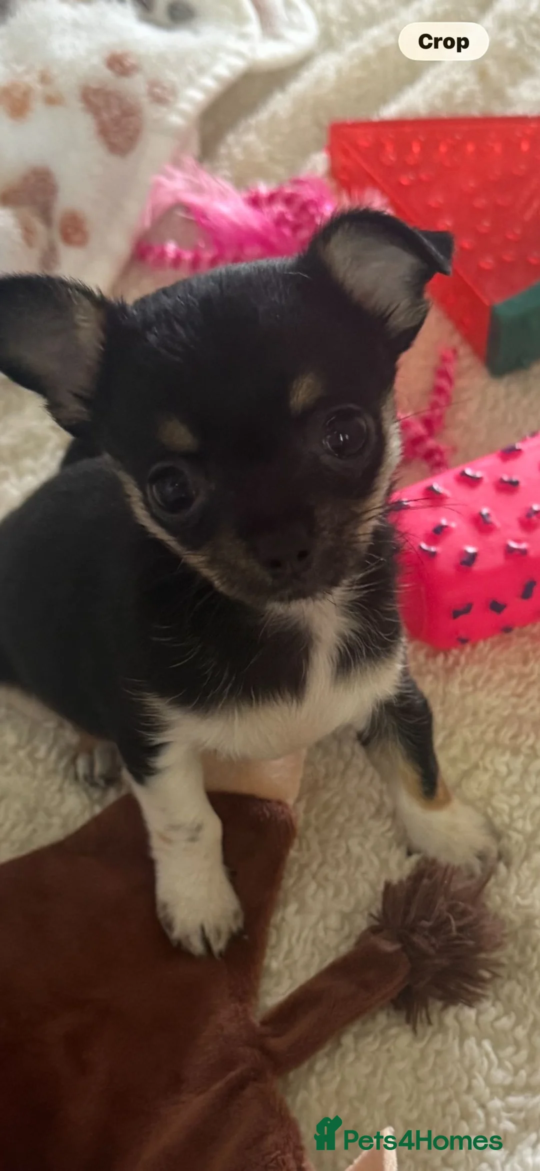 Chihuahua dogs for sale: Beautiful Minature girl chihuahua available - Advert 3