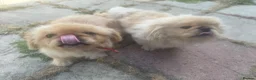 Pekingese dogs for sale: Rare pekingnese 2 boys 1 year old apricot & white  - Advert 13
