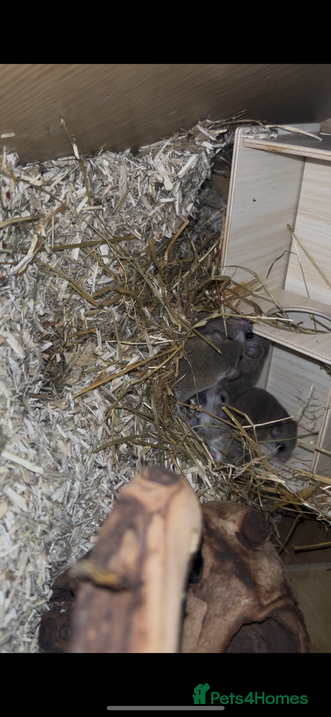 Mouse rodents for sale: African Pygmy Dormice Colony + setup  - Advert 2