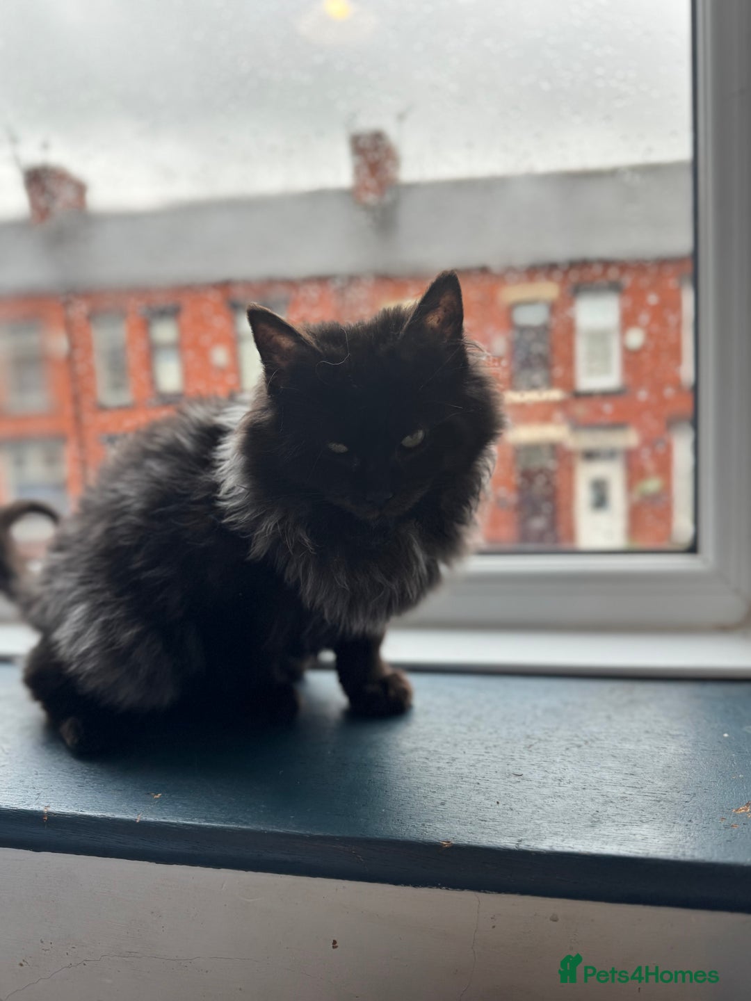 Maine Coon cats for sale: Maincoon boys - Image 16