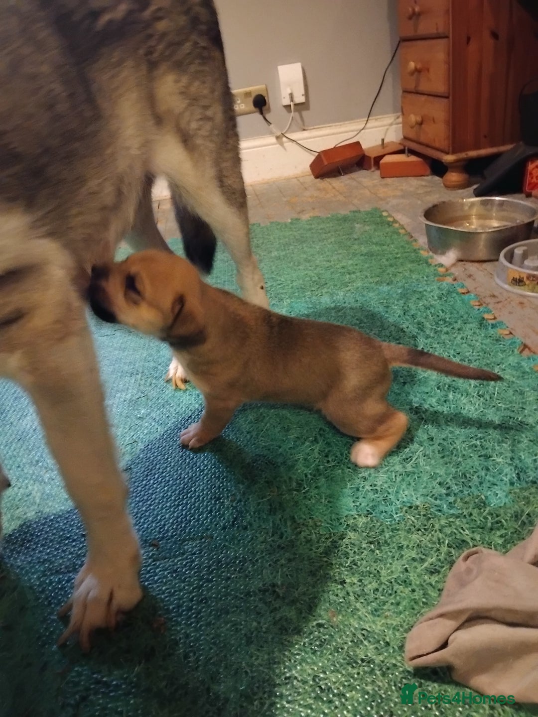 Mixed Breed dogs for sale: Husky x cane corso puppies - Image 2