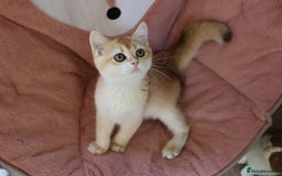 British Shorthair cats for sale: Ready CH Bloodlines BSH TICA registered kittens in Feltham - Image 12