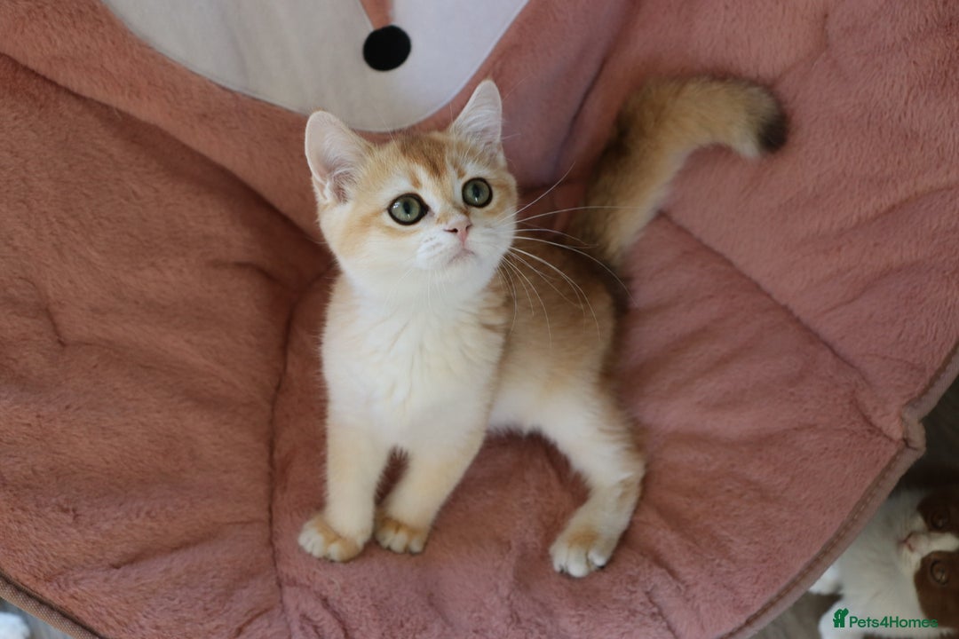 British Shorthair cats for sale: Ready CH Bloodlines BSH TICA registered kittens in Feltham - Image 12