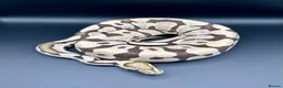 Python Snake reptiles for sale: Ball Pythons, including a couple hatchlings  - Advert 3