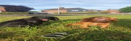Cocker Spaniel dogs for sale: Beautiful Red Working Cocker Spaniel Puppies - Advert 12