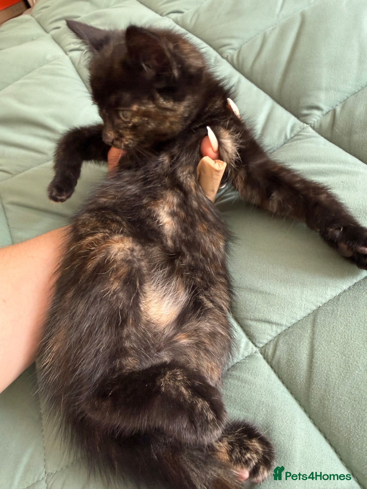 Mixed Breed cats for sale: Kittens for sale READY NOW in Brandon - Advert 7