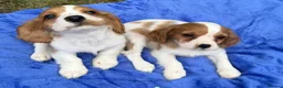 Cavalier King Charles Spaniel dogs for sale: Cavalier King Charles puppy’s Blenheim ready now  - Advert 7