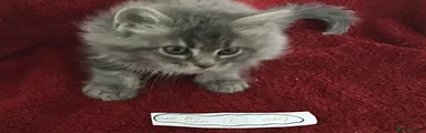 Blue collar female  Thelma 