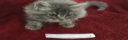 Maine Coon cats for sale: Confident & cuddly Maine coon kitts  - Advert 5