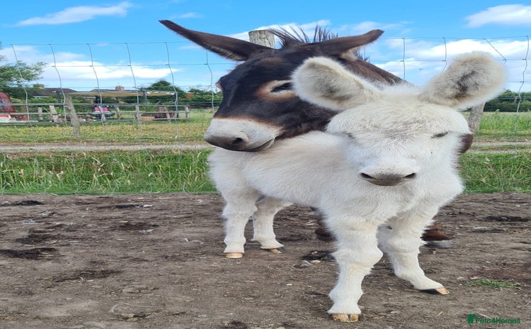 Donkey livestock - Advert 1