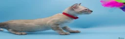Bengal cats for sale: TICA Registered Snow & Charcoal Bengal Kittens - Advert 14